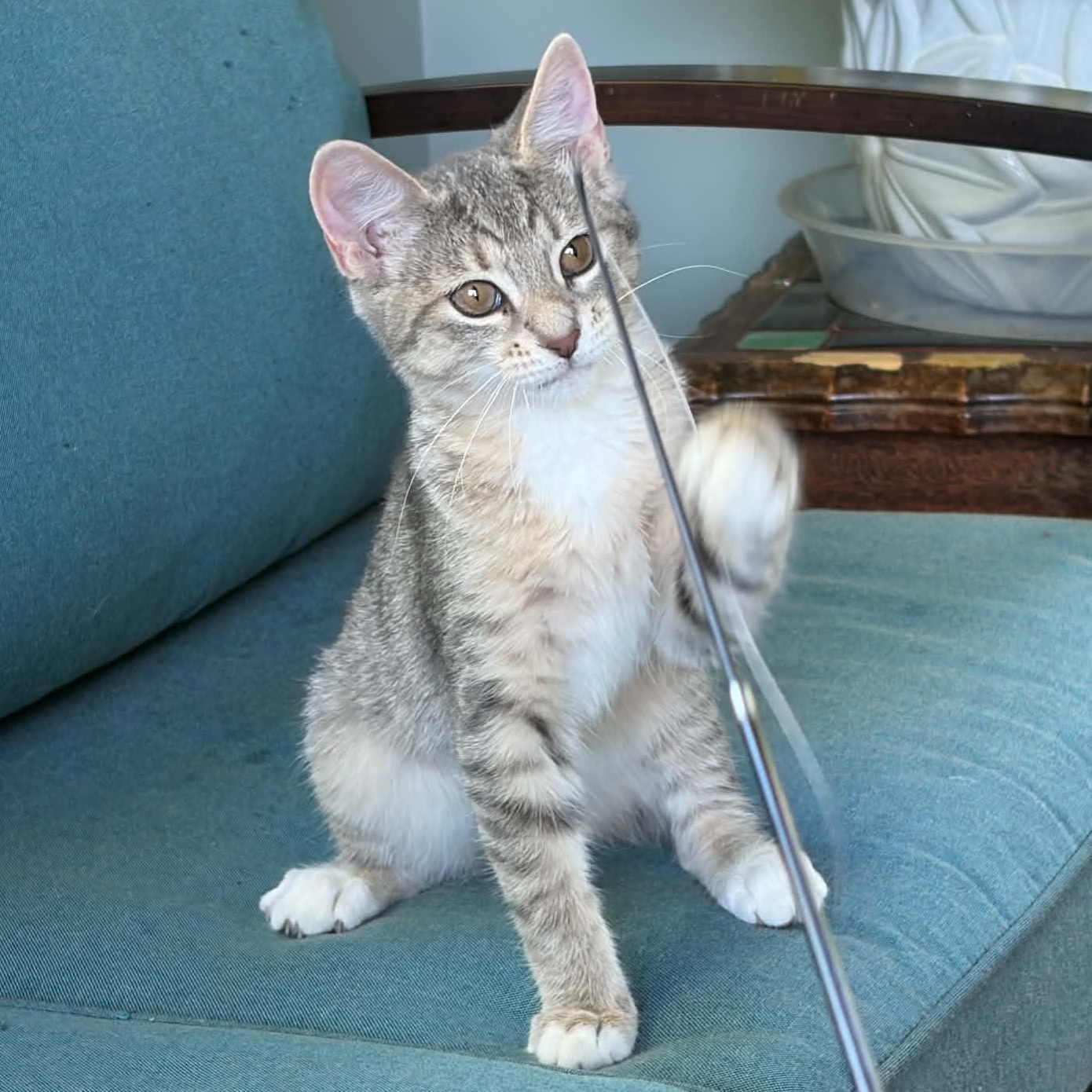 Maisie, a Adoptable Tabby in Kentwood, MI image 4/6