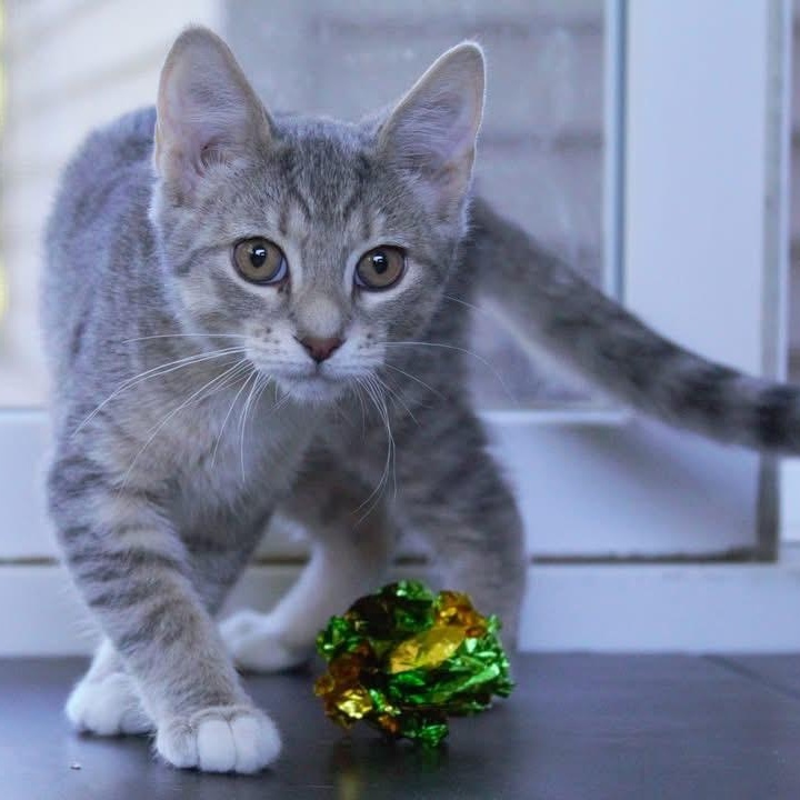 Maisie, a Adoptable Tabby in Kentwood, MI image 2/6