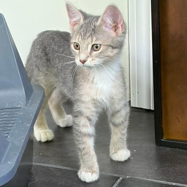 Maisie, a Adoptable Tabby in Kentwood, MI image 3/4