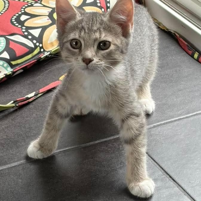 Maisie, a Adoptable Tabby in Kentwood, MI image 4/4
