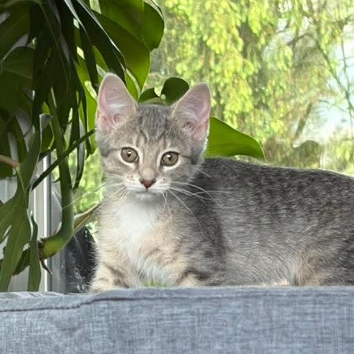 Maisie, a Adoptable Tabby in Kentwood, MI image 1/4