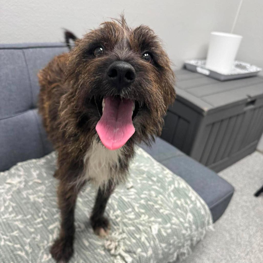 Uncle Sam, adopted, Young Male Mixed Breed.