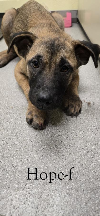 Enlarge Hope, a Adoptable mixed breed in Guntersville, AL image 1/1