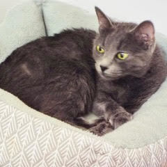 Enlarge Yeti, a Adoptable Manx in Green Valley, AZ image 11/14