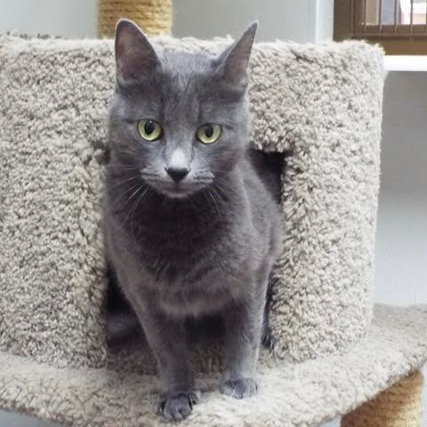 Enlarge Yeti, a Adoptable Manx in Green Valley, AZ image 12/14