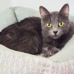 Enlarge Yeti, a Adoptable Manx in Green Valley, AZ image 1/14