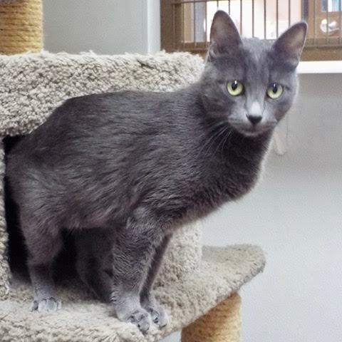 Enlarge Yeti, a Adoptable Manx in Green Valley, AZ image 13/14