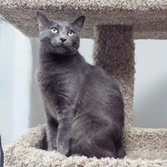 Enlarge Yeti, a Adoptable Manx in Green Valley, AZ image 14/14