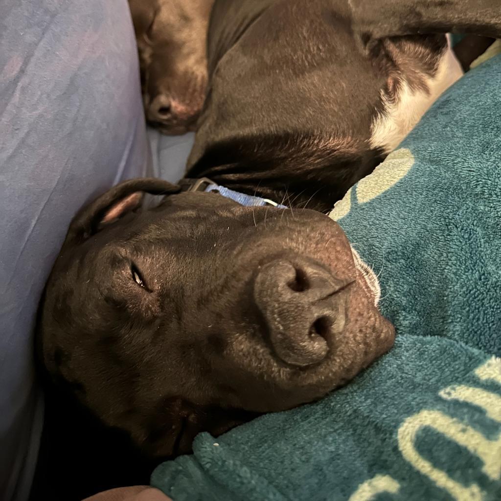 Marshmallow, Adoptable, Adult Male Black Labrador Retriever & American Staffordshire Terrier.