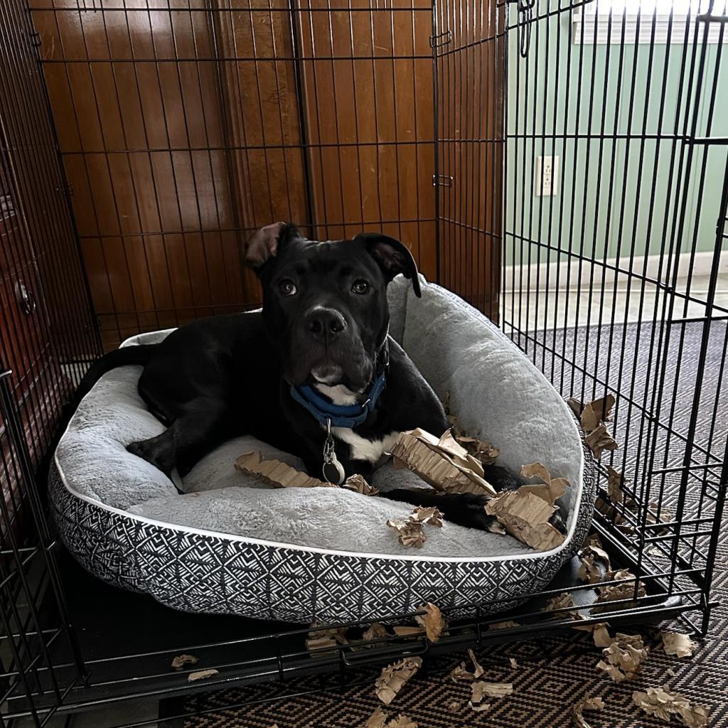 Enlarge Marshmallow, a Adoptable mixed breed image 2/6