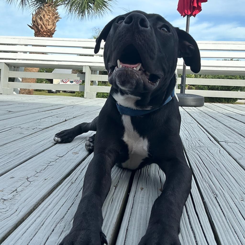 Enlarge Marshmallow, a Adoptable mixed breed image 5/6