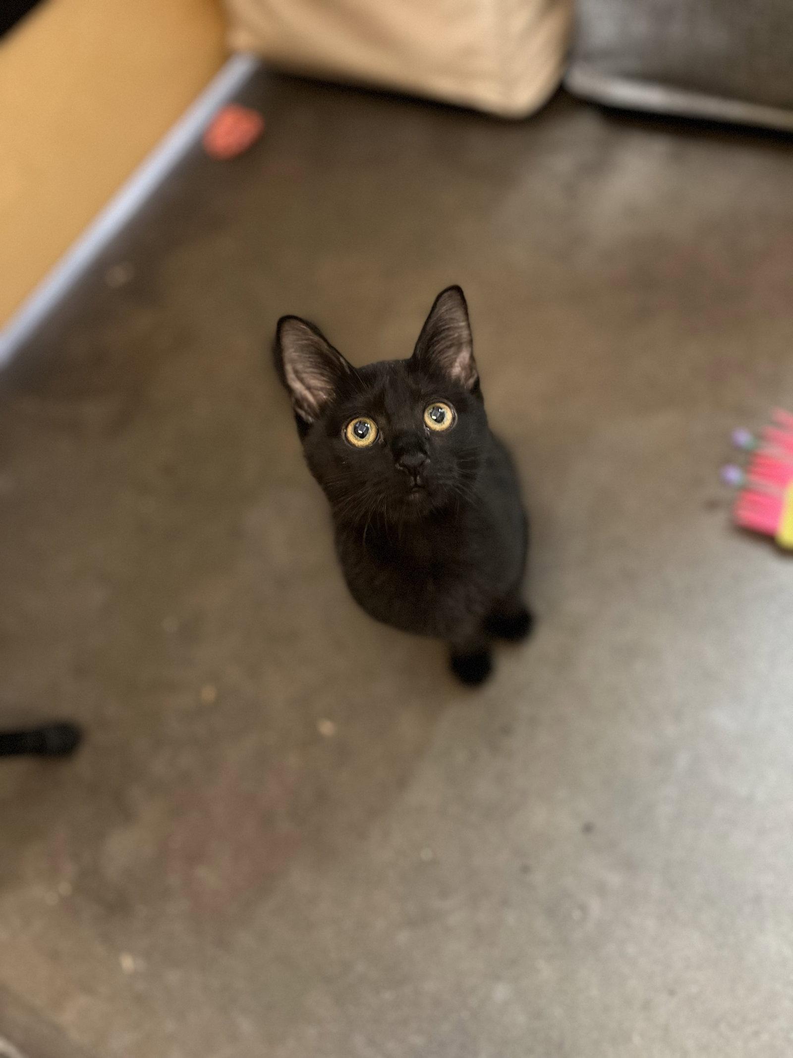 Enlarge Dolly, a Adoptable Domestic Short Hair in Scottsdale, AZ image 1/3