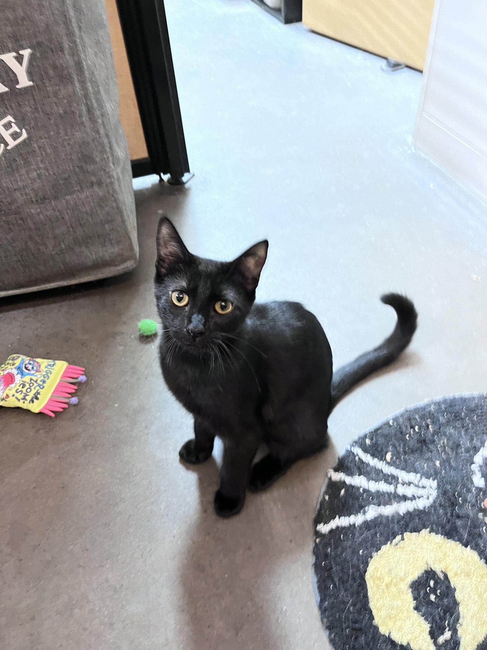 Enlarge Dolly, a Adoptable Domestic Short Hair in Scottsdale, AZ image 2/3