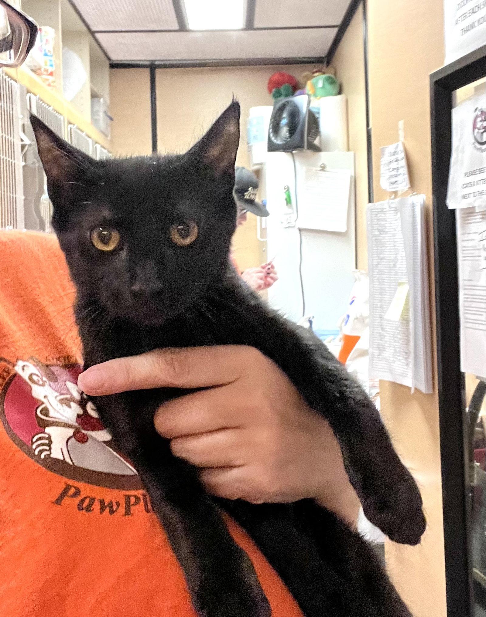 Enlarge Dolly, a Adoptable Domestic Short Hair in Scottsdale, AZ image 3/3