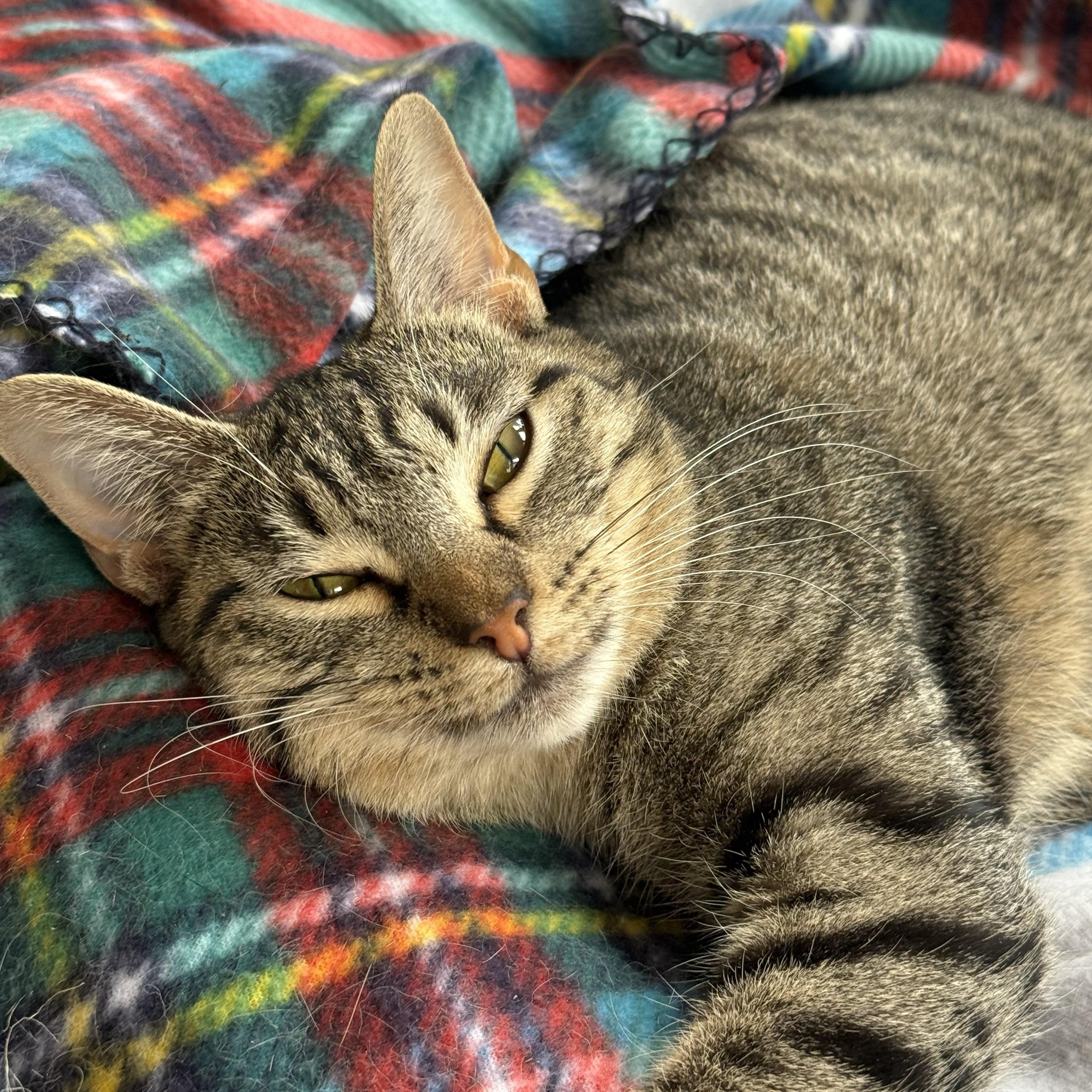 Enlarge Harmony, a ADOPTABLE Domestic Short Hair in Shreveport, LA image 2/3