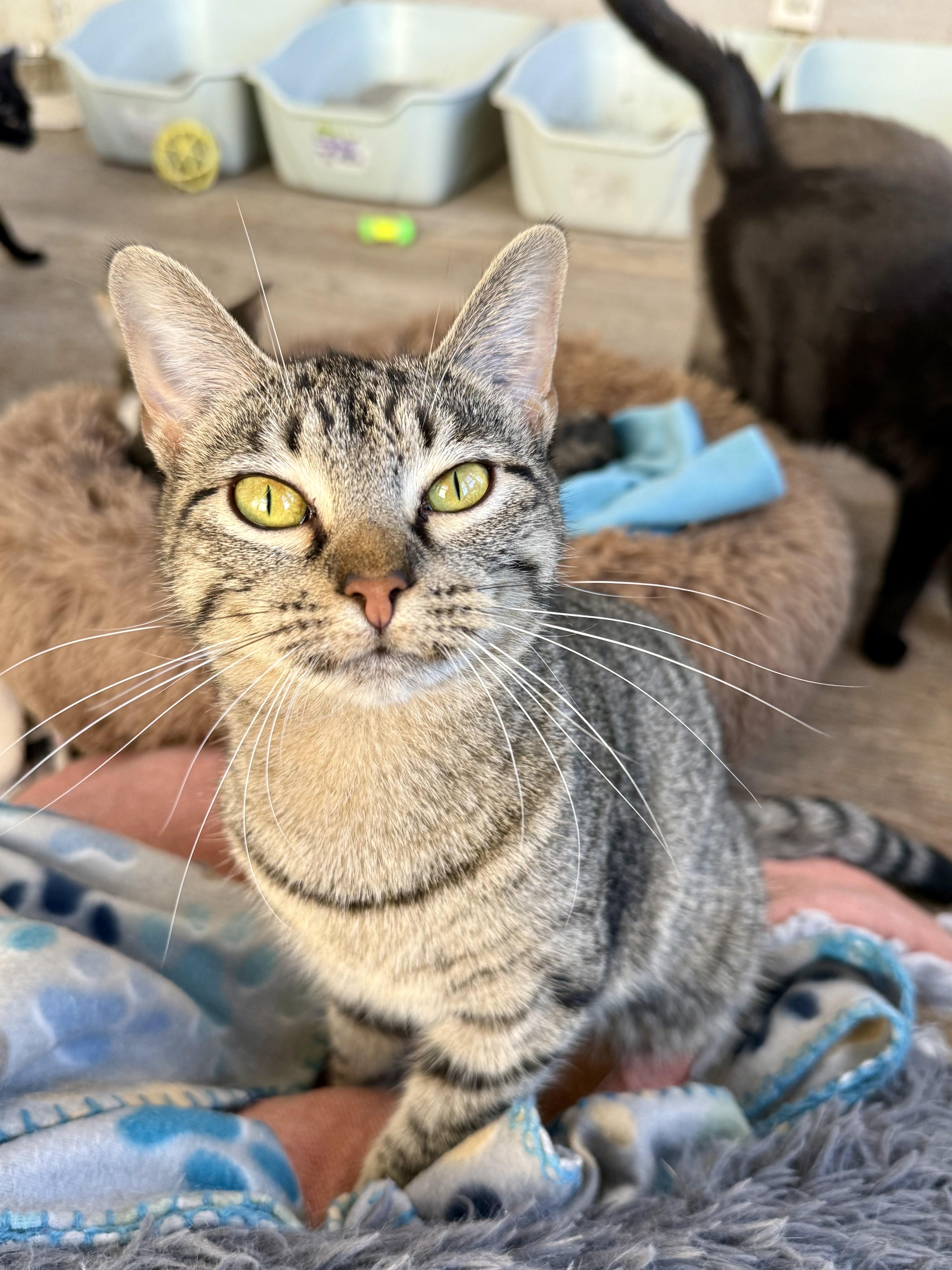 Harmony, ADOPTABLE, Young Female Domestic Short Hair.