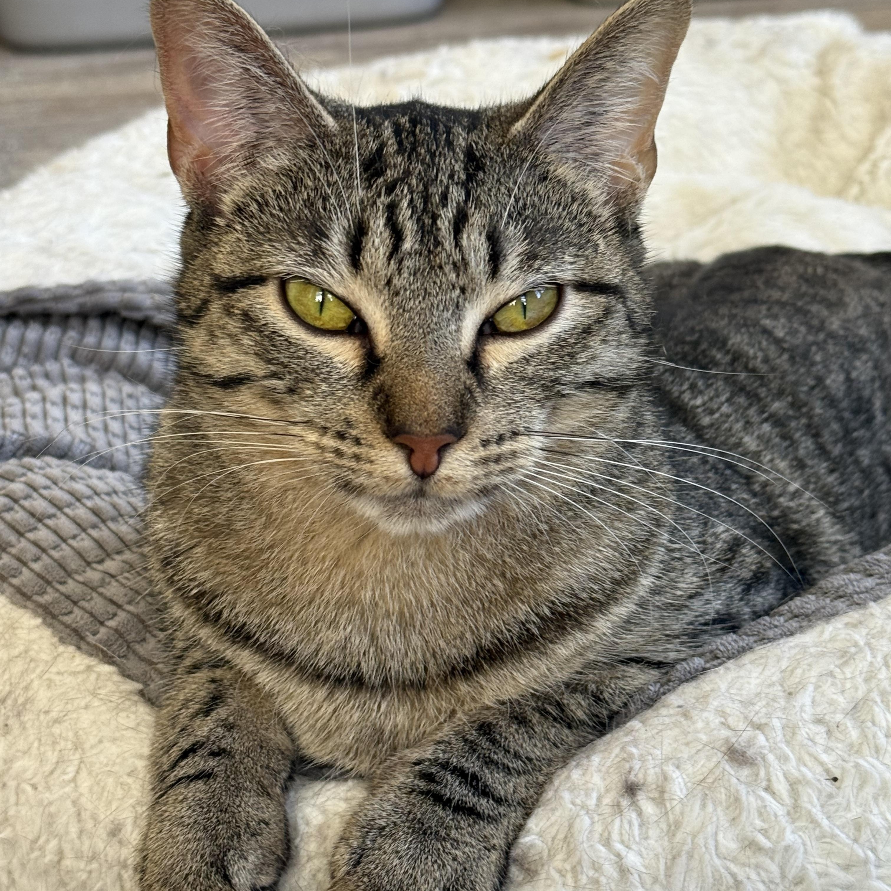Enlarge Harmony, a ADOPTABLE Domestic Short Hair in Shreveport, LA image 3/3