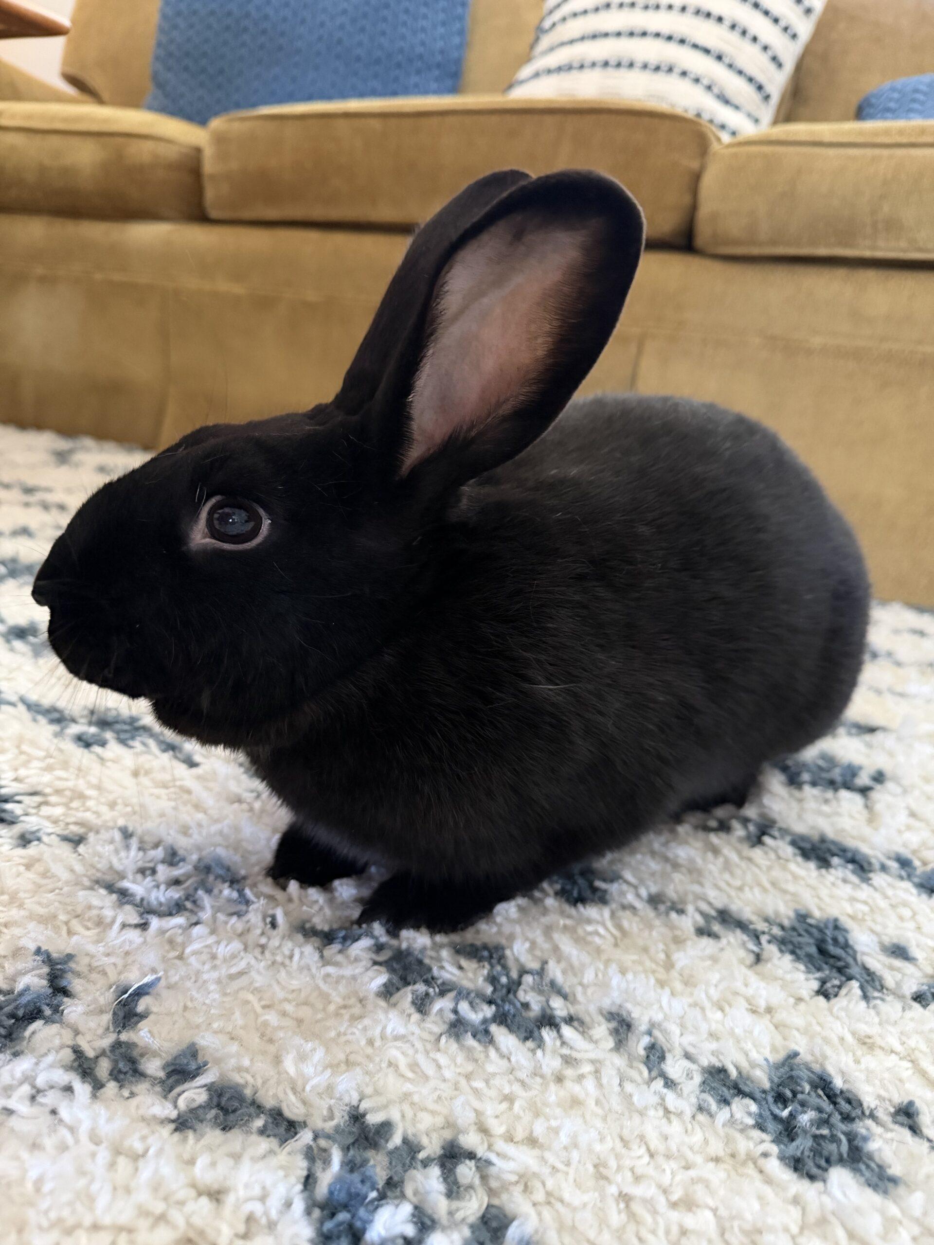Blackberry (BB), ADOPTABLE, Adult Male Bunny Rabbit.
