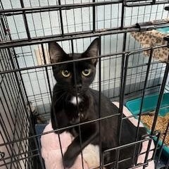 Maddie, Young Female Domestic Short Hair
