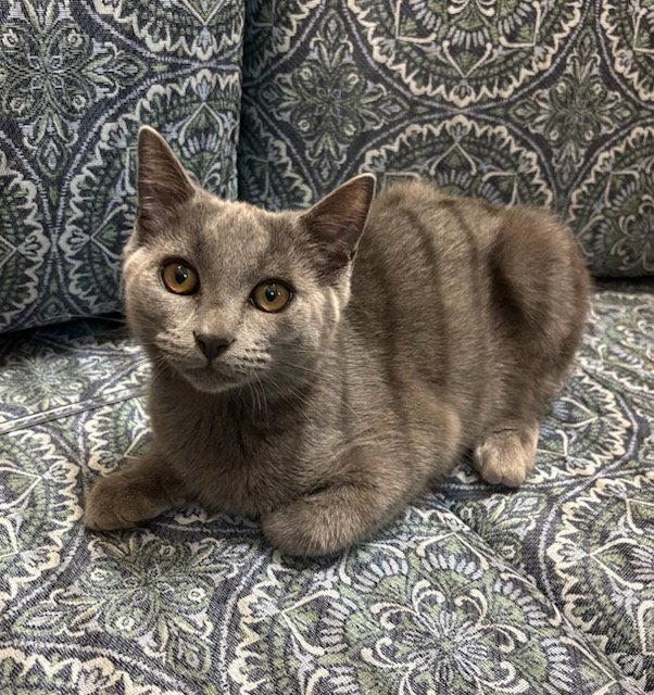 Dex (FCID# 08/20/2025 - 4 Glen Mills PS), Adopted, Kitten Male Domestic Short Hair.