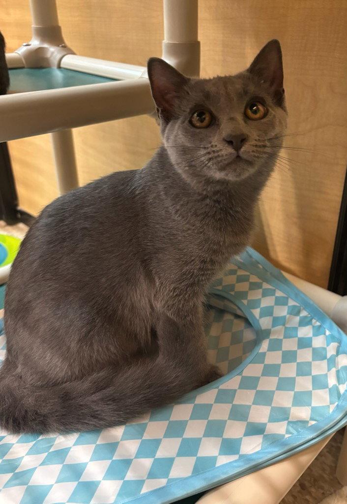 Enlarge Dex (FCID# 08/20/2025 - 4 Glen Mills PS), a Adopted Domestic Short Hair in Greenville, DE image 3/3