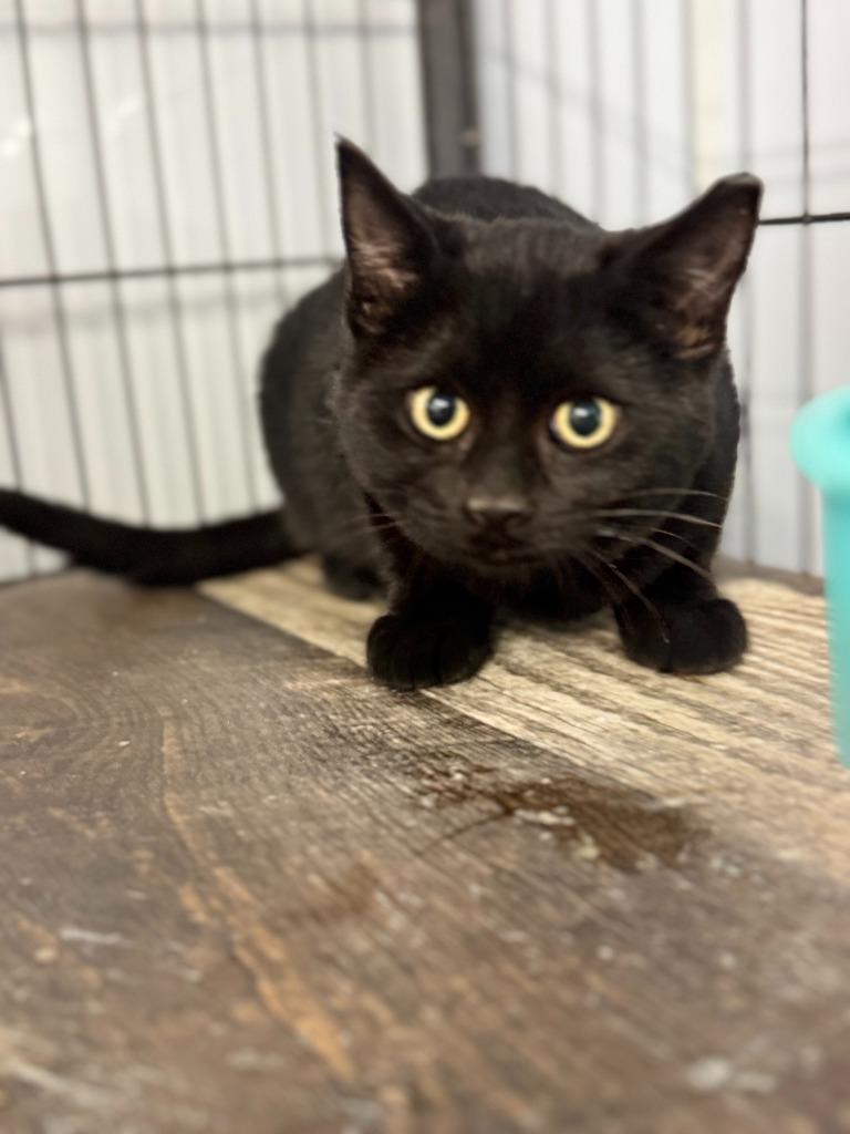 KING, Adoptable, Young Male Domestic Short Hair.