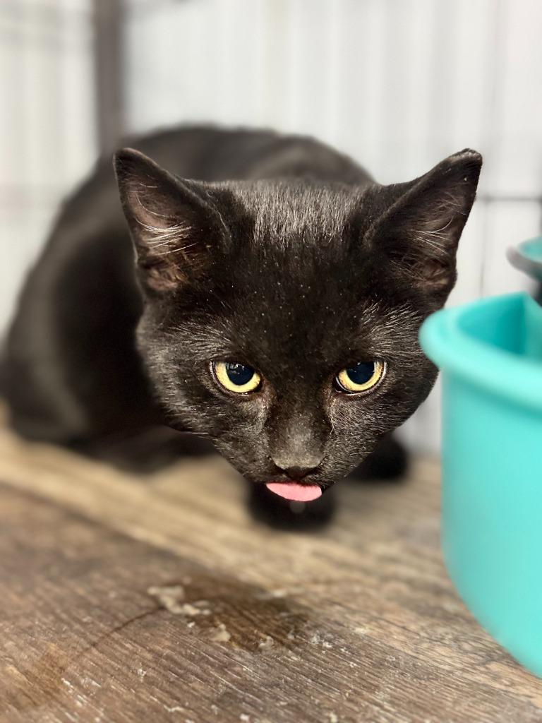 Enlarge KING, a Adoptable mixed breed in Algona, IA image 2/5