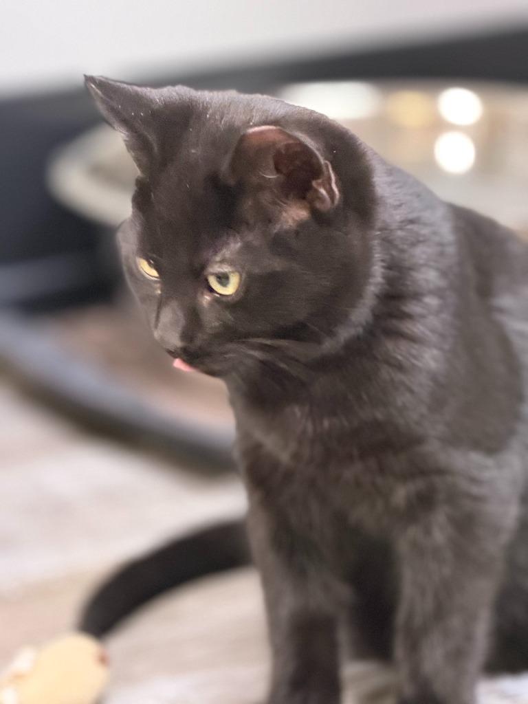 Enlarge KING, a Adoptable mixed breed in Algona, IA image 3/6