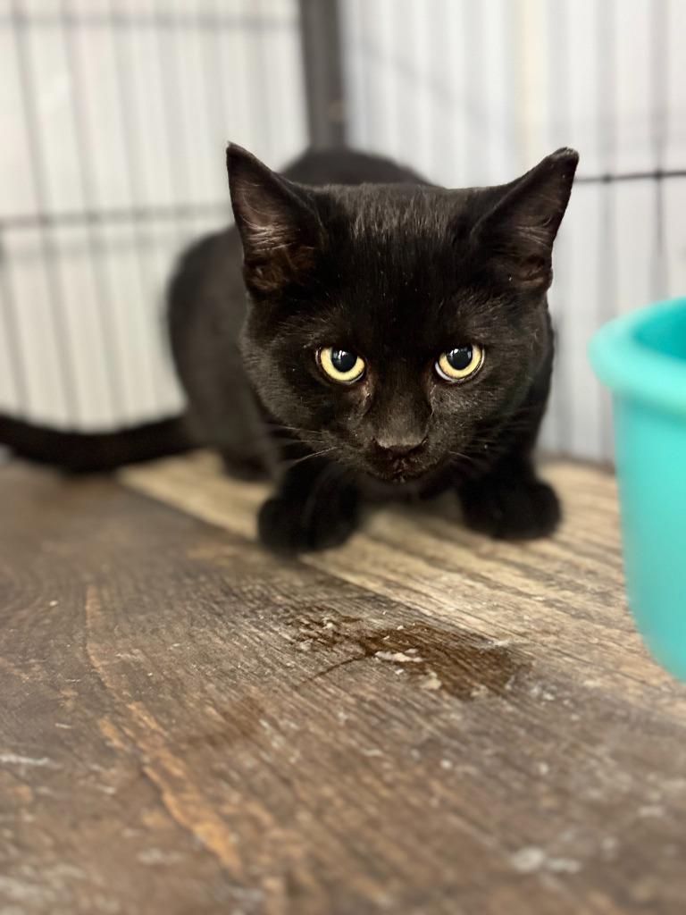 Enlarge KING, a Adoptable mixed breed in Algona, IA image 4/5