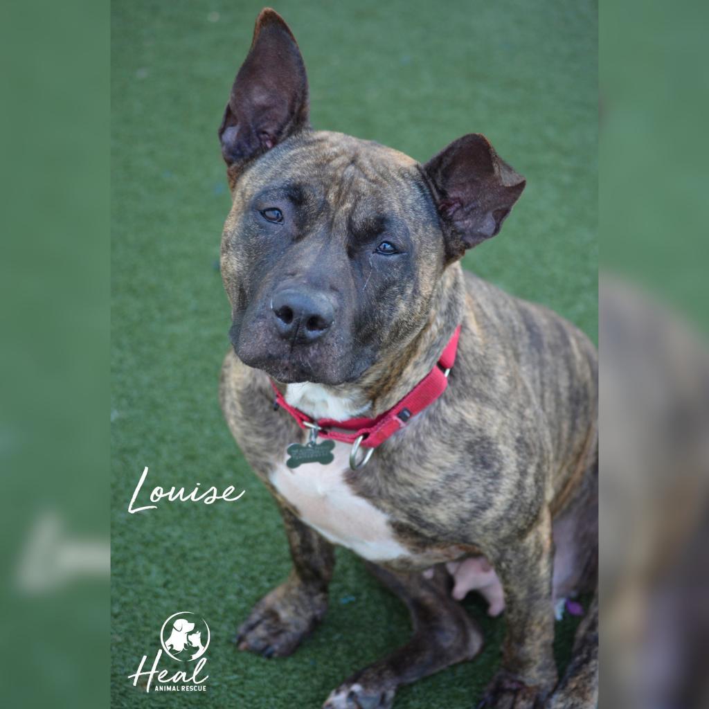 Louise, a Adoptable mixed breed in Youngwood, PA image 2/5