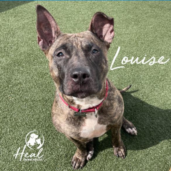 Louise, a Adoptable mixed breed in Youngwood, PA image 3/5