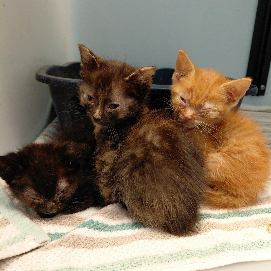 Eugene, Adoptable, Kitten Male Domestic Short Hair.
