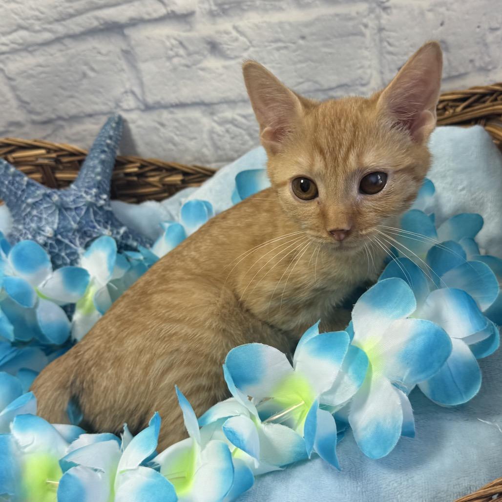 Enlarge Eugene, a Adoptable Domestic Short Hair in Harrisonburg, VA image 2/6