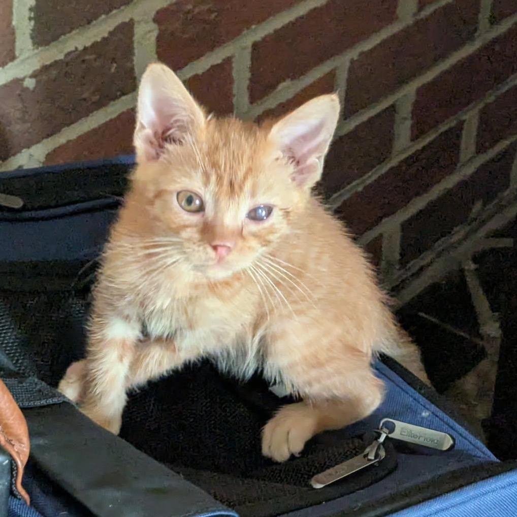 Enlarge Eugene, a Adoptable Domestic Short Hair in Harrisonburg, VA image 3/6