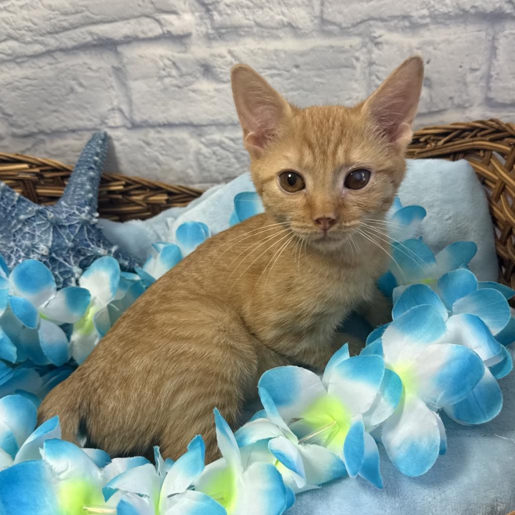 Enlarge Eugene, a Adoptable Domestic Short Hair in Harrisonburg, VA image 4/6