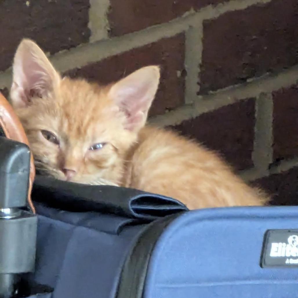 Enlarge Eugene, a Adoptable Domestic Short Hair in Harrisonburg, VA image 5/6