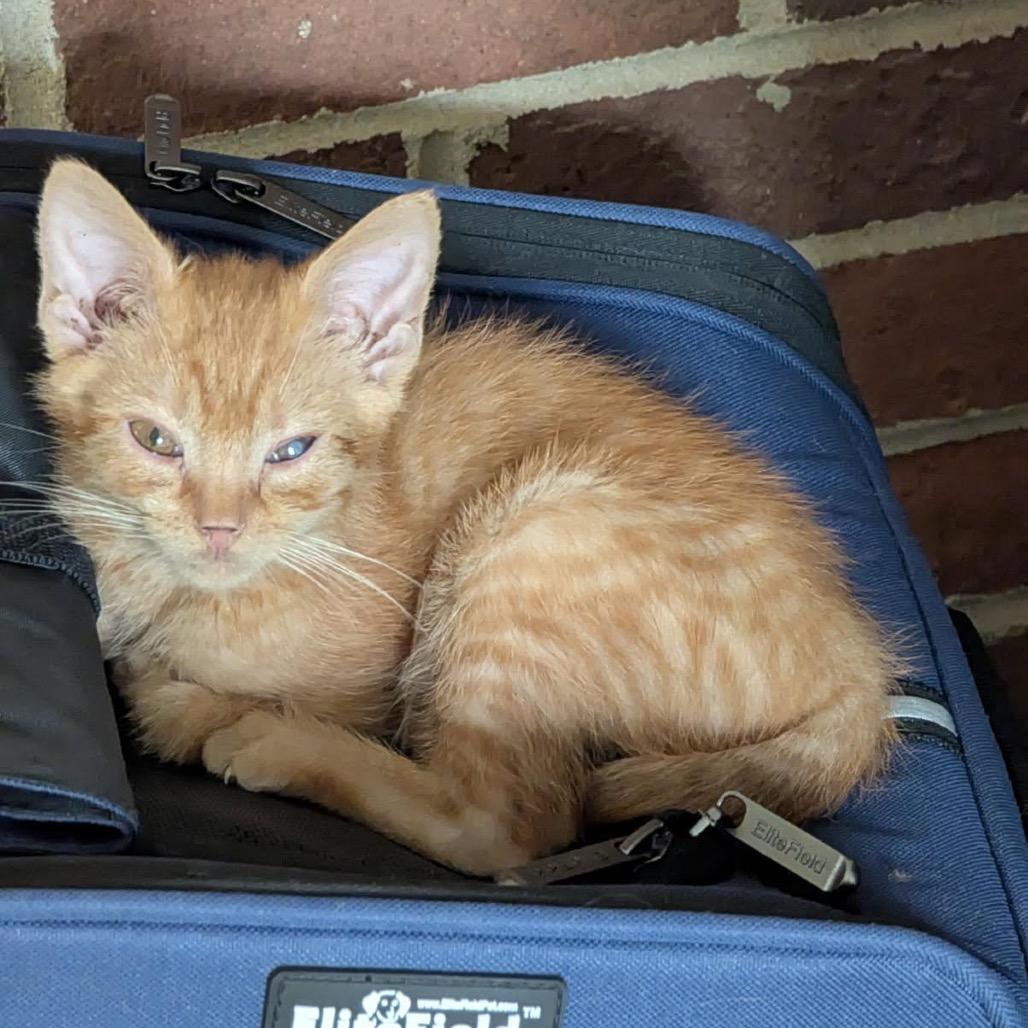 Enlarge Eugene, a Adoptable Domestic Short Hair in Harrisonburg, VA image 6/6