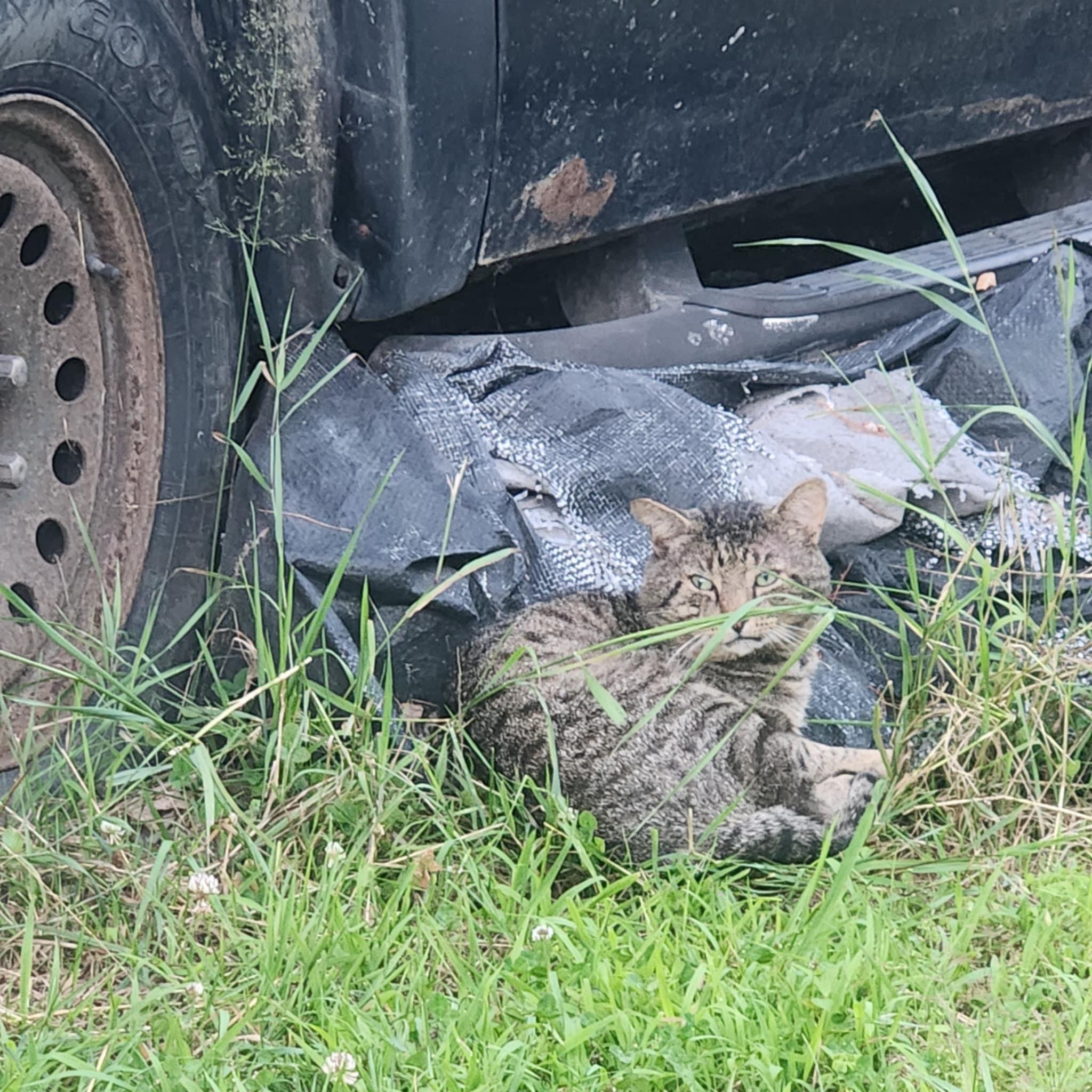 Henry, Adoptable, Adult Male Domestic Short Hair.