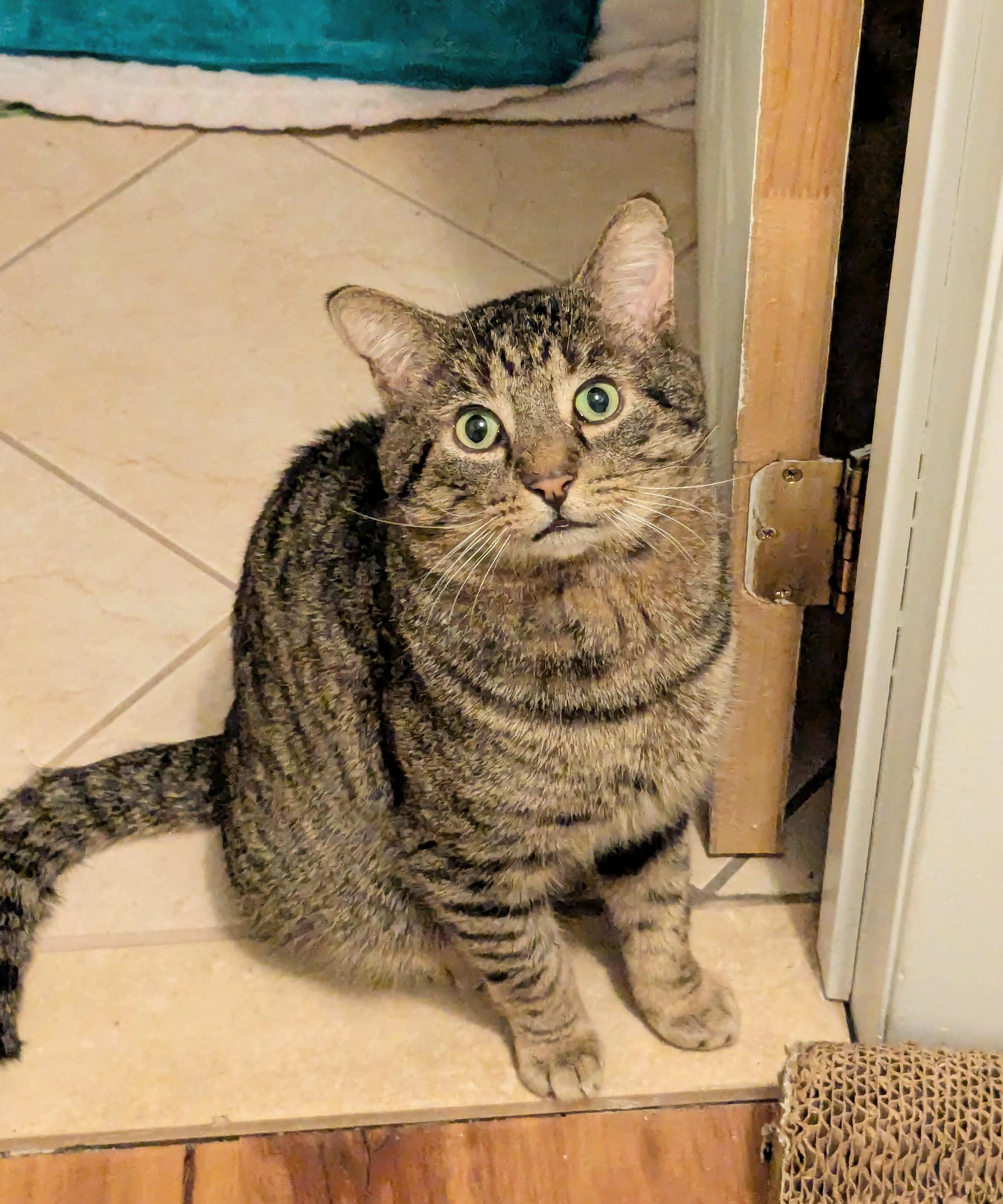 Enlarge Henry, a Adoptable Domestic Short Hair in Burlington, VT image 2/6