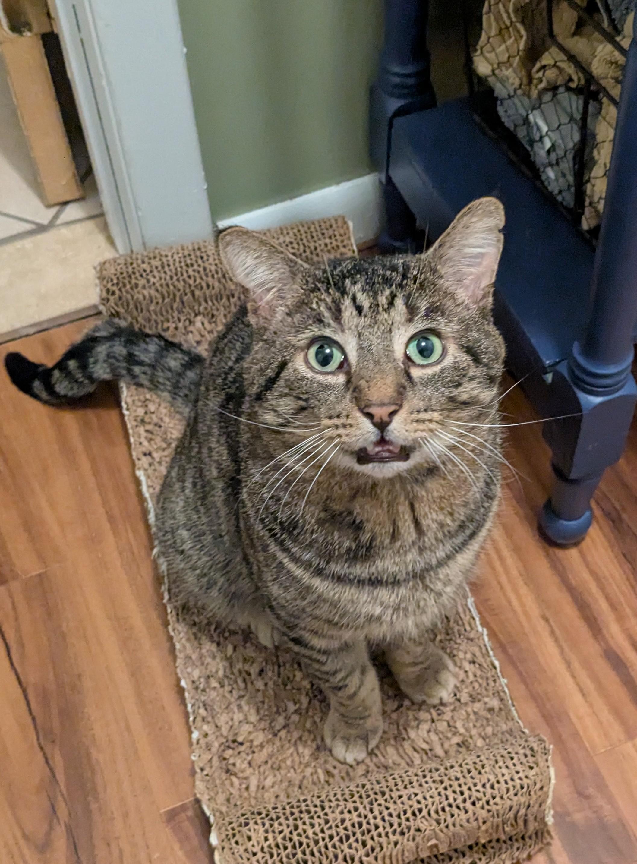 Enlarge Henry, a Adoptable Domestic Short Hair in Burlington, VT image 3/6