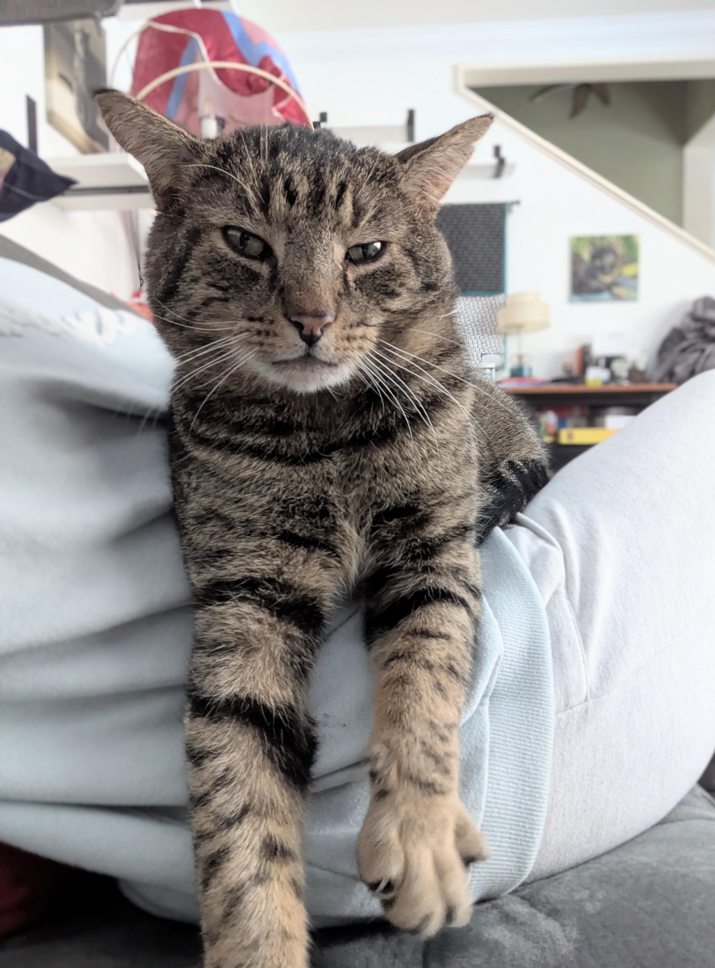 Enlarge Henry, a Adoptable Domestic Short Hair in Burlington, VT image 4/6