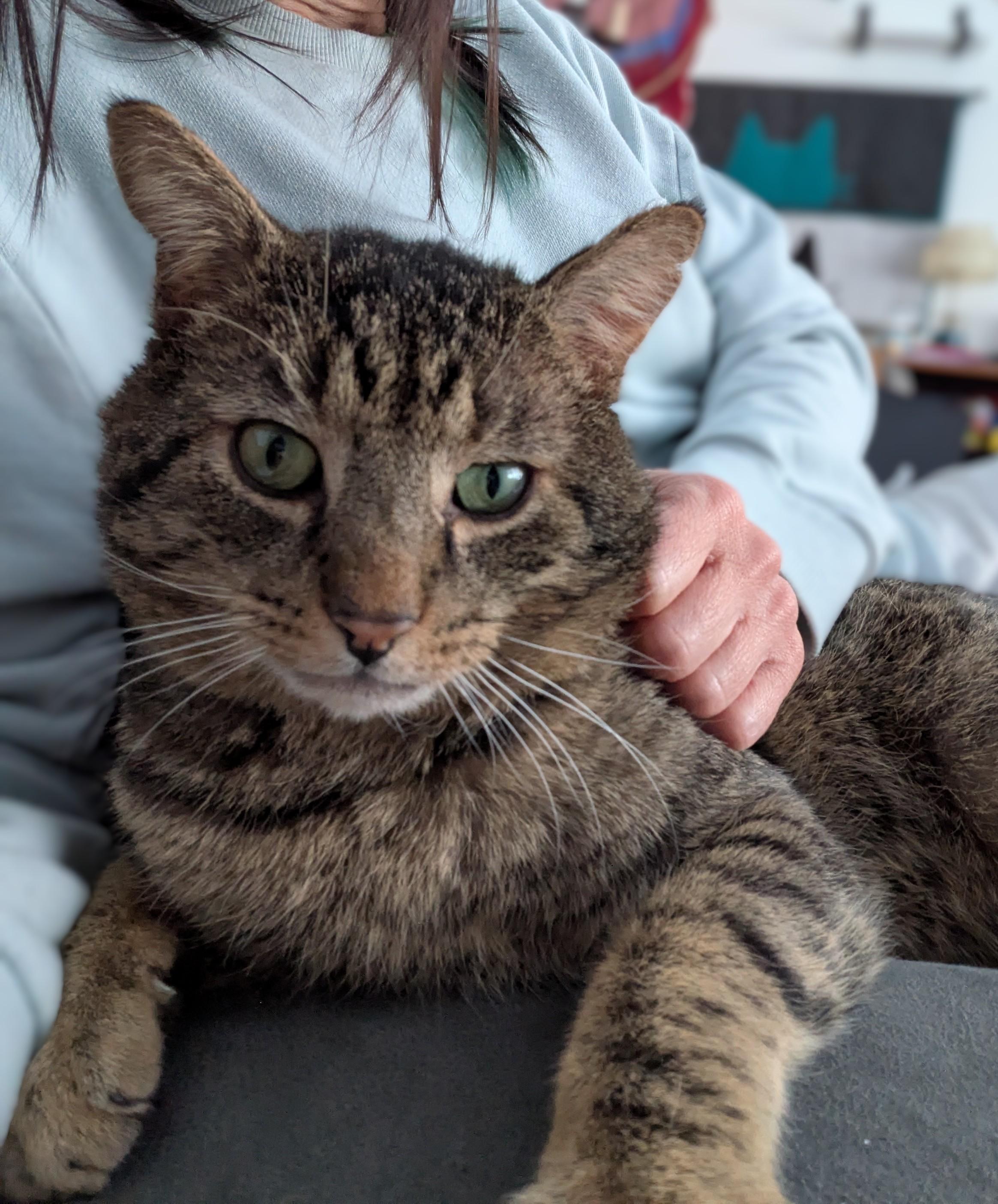 Enlarge Henry, a Adoptable Domestic Short Hair in Burlington, VT image 5/6