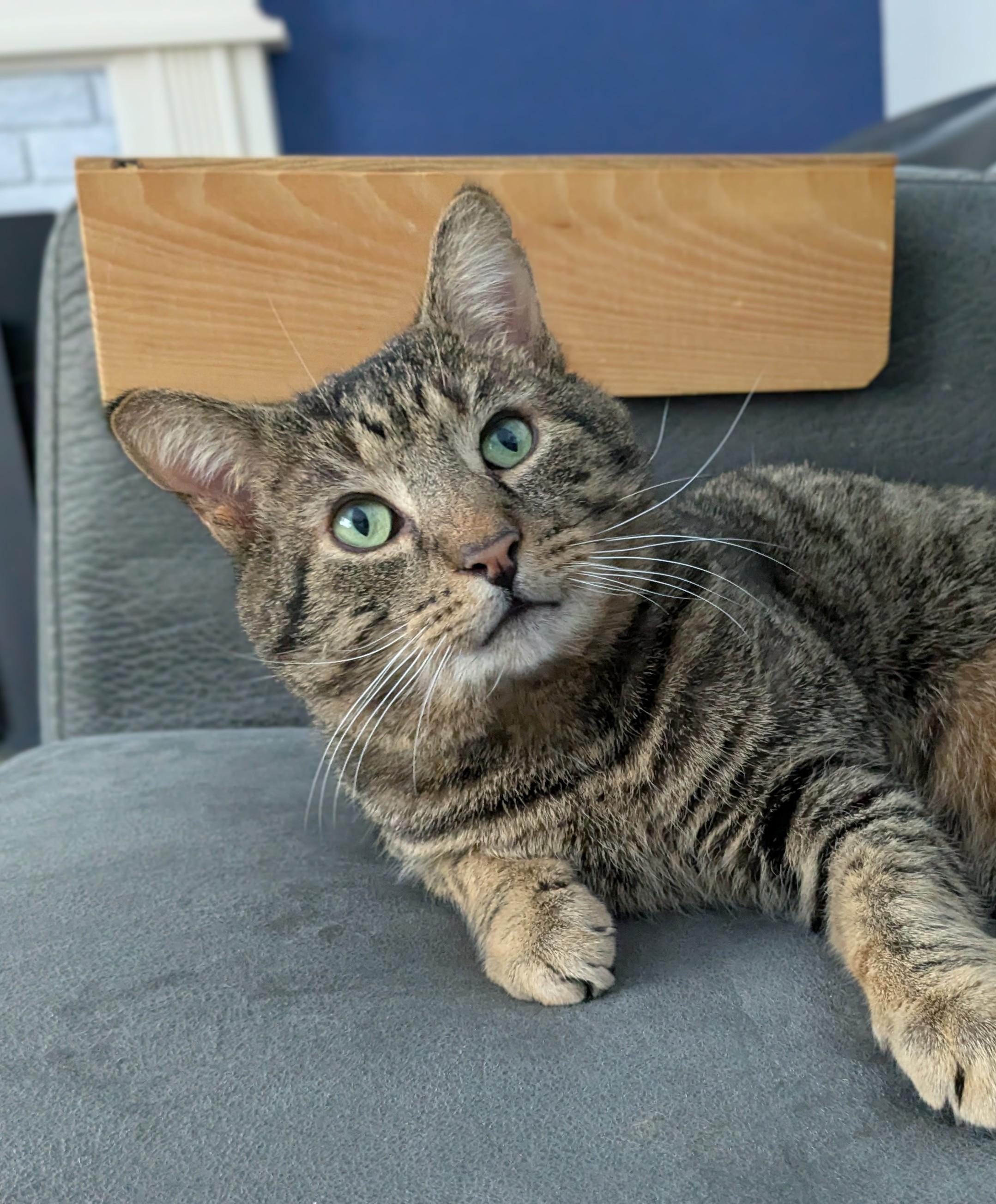 Enlarge Henry, a Adoptable mixed breed in Burlington, VT image 6/6