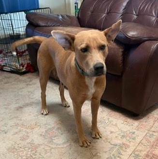 Julia Child, a Adoptable mixed breed in Poughkeepsie, NY image 2/6