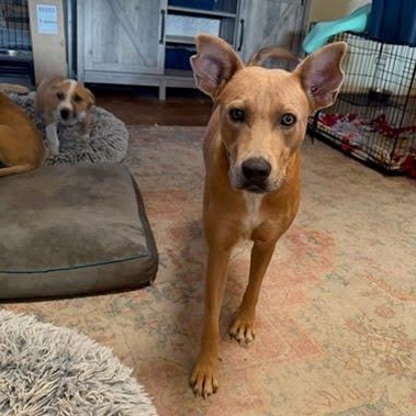 Julia Child, a Adoptable mixed breed in Poughkeepsie, NY image 1/6