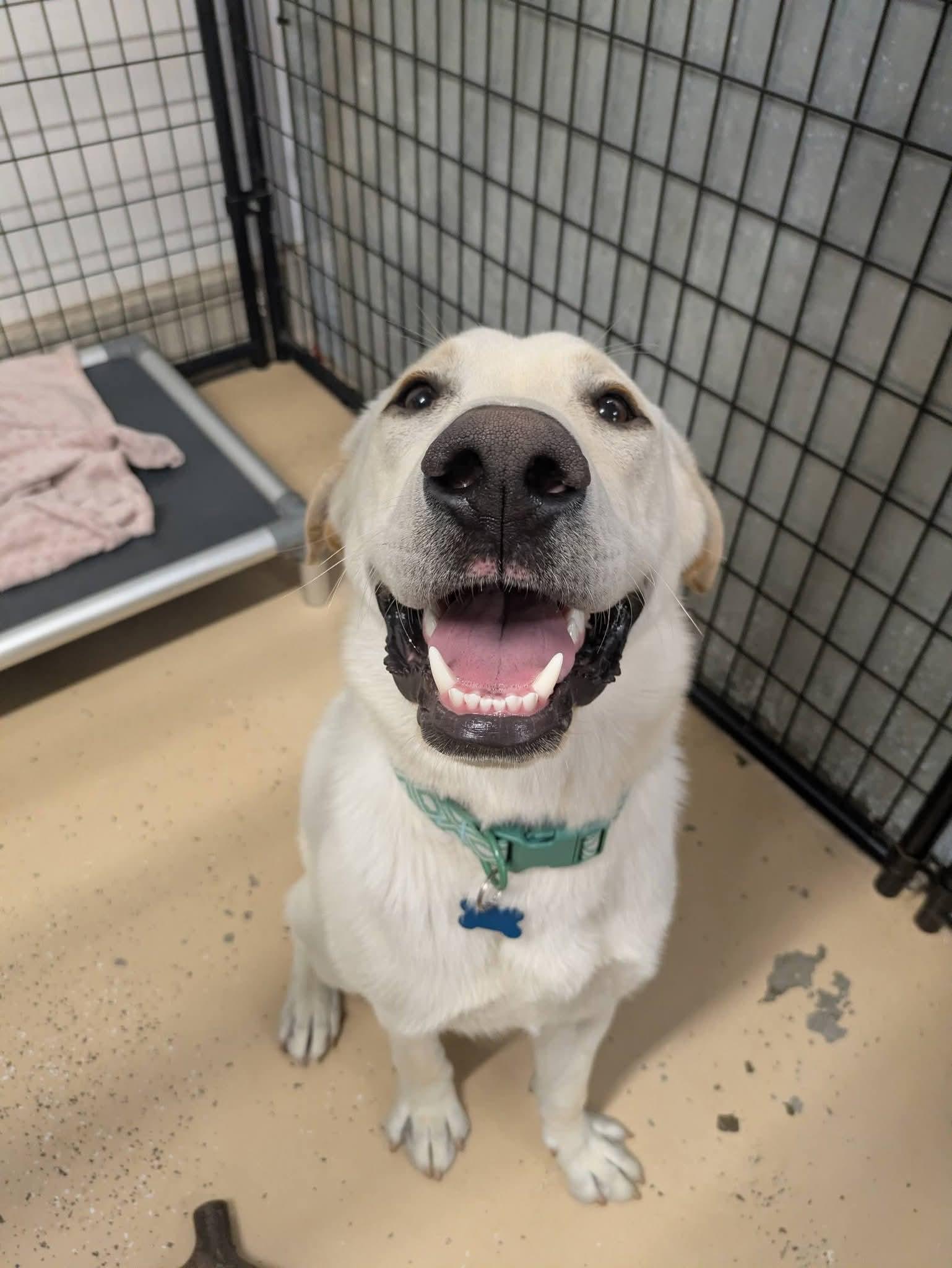Buddy, a Adoptable Labrador Retriever in Cedar Rapids, IA image 5/6