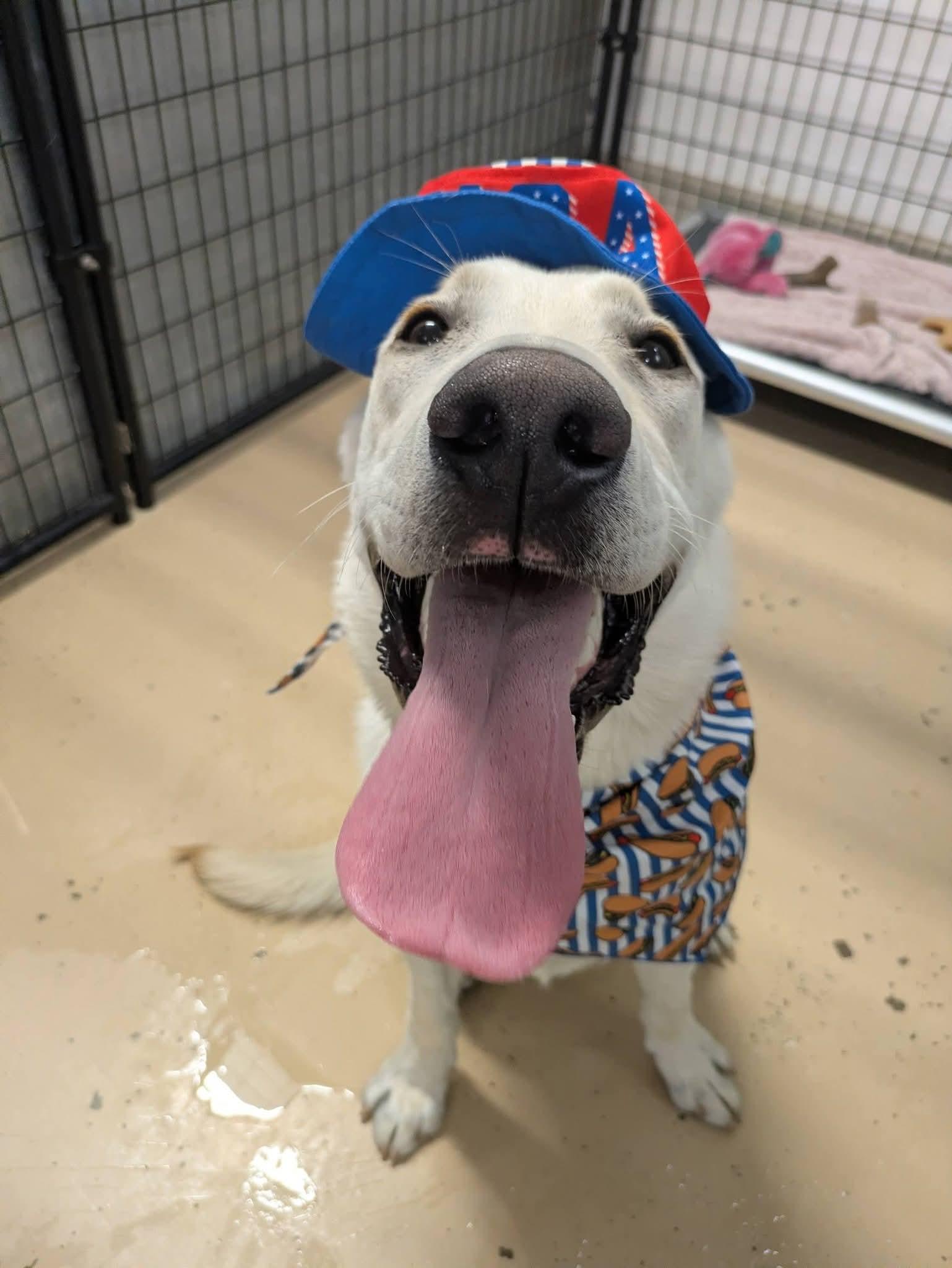 Buddy, a Adoptable Labrador Retriever in Cedar Rapids, IA image 4/6