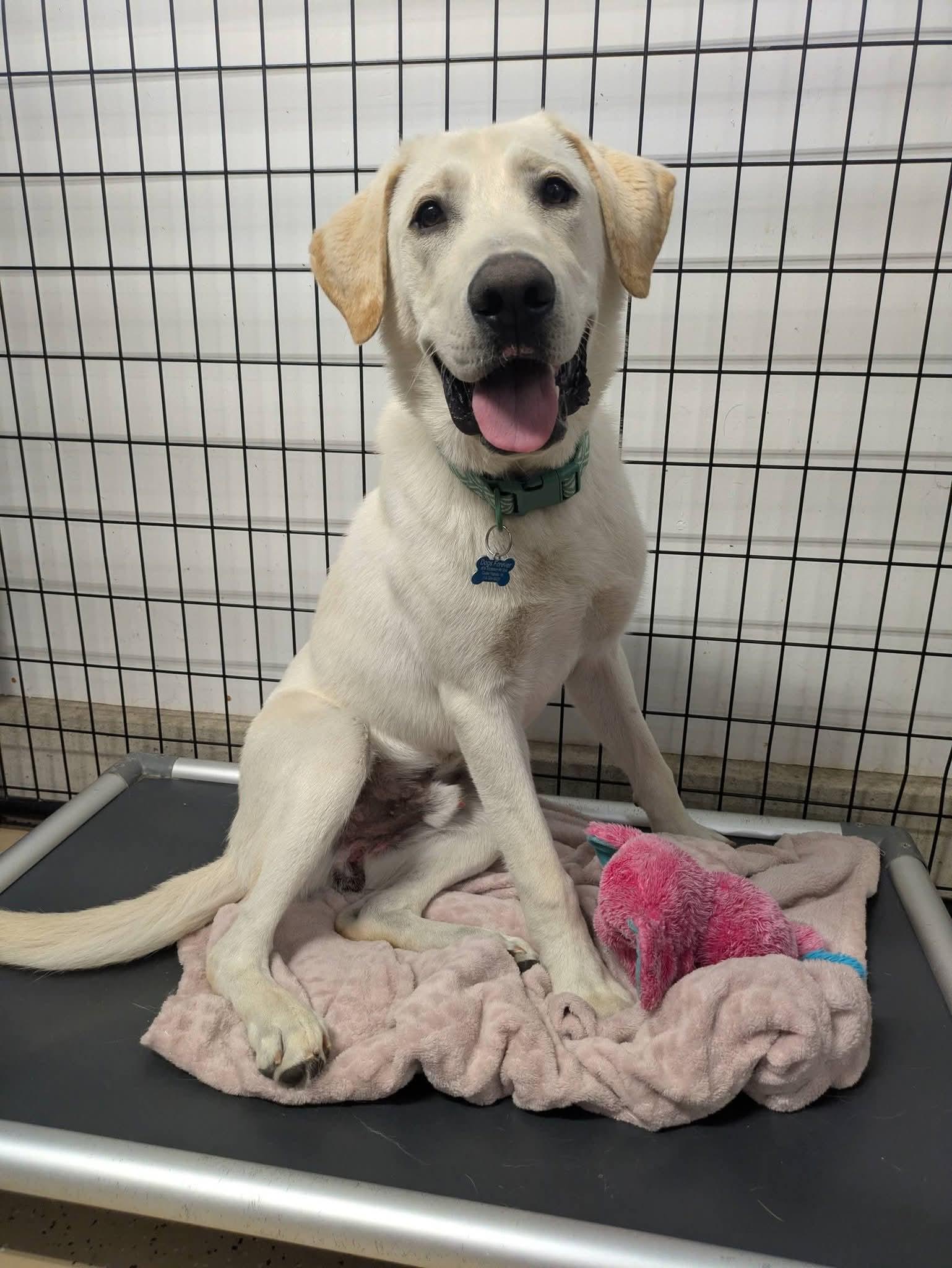 Buddy, Adoptable, Young Male Labrador Retriever.