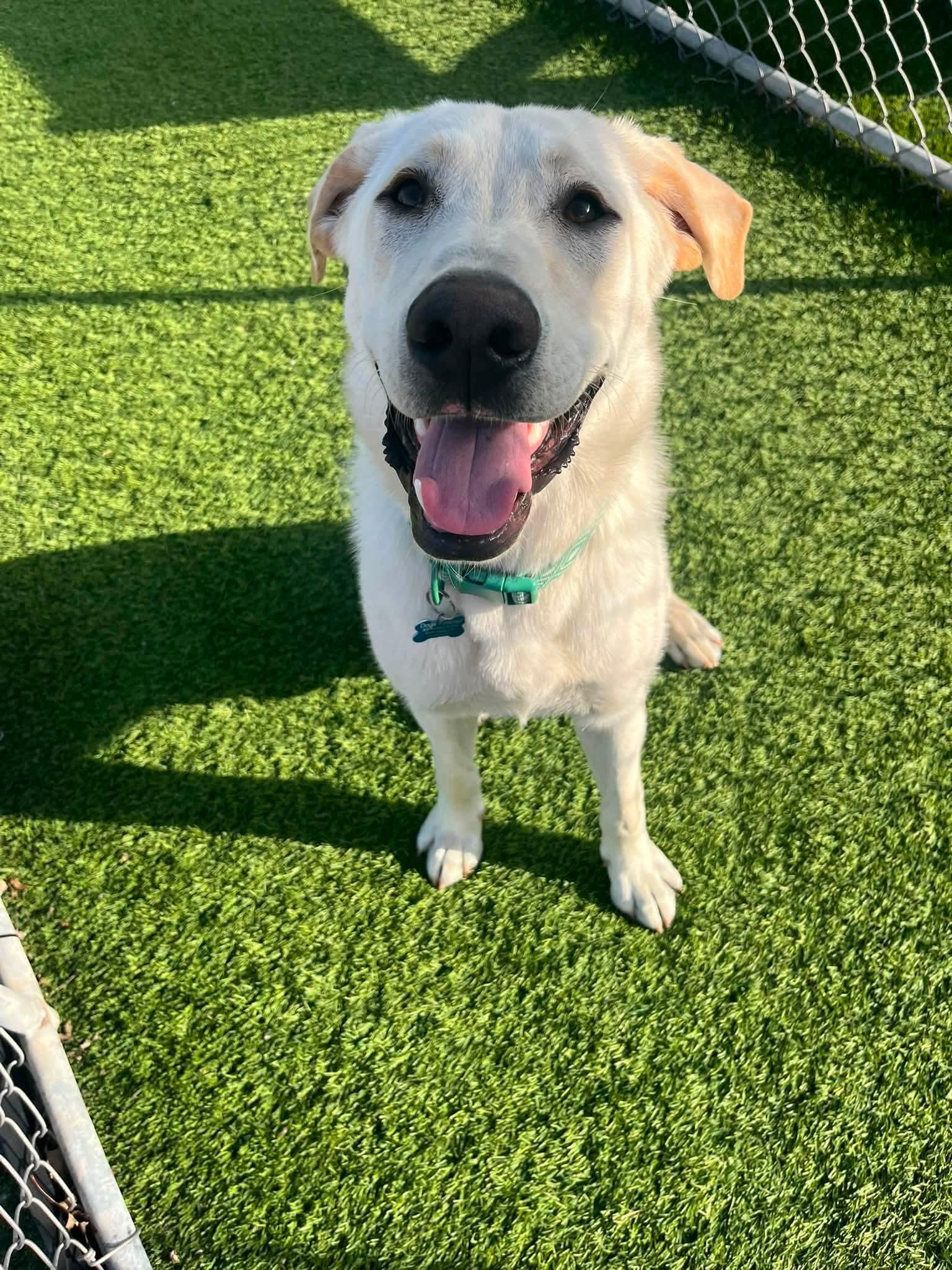 Buddy, a Adoptable Labrador Retriever in Cedar Rapids, IA image 2/6