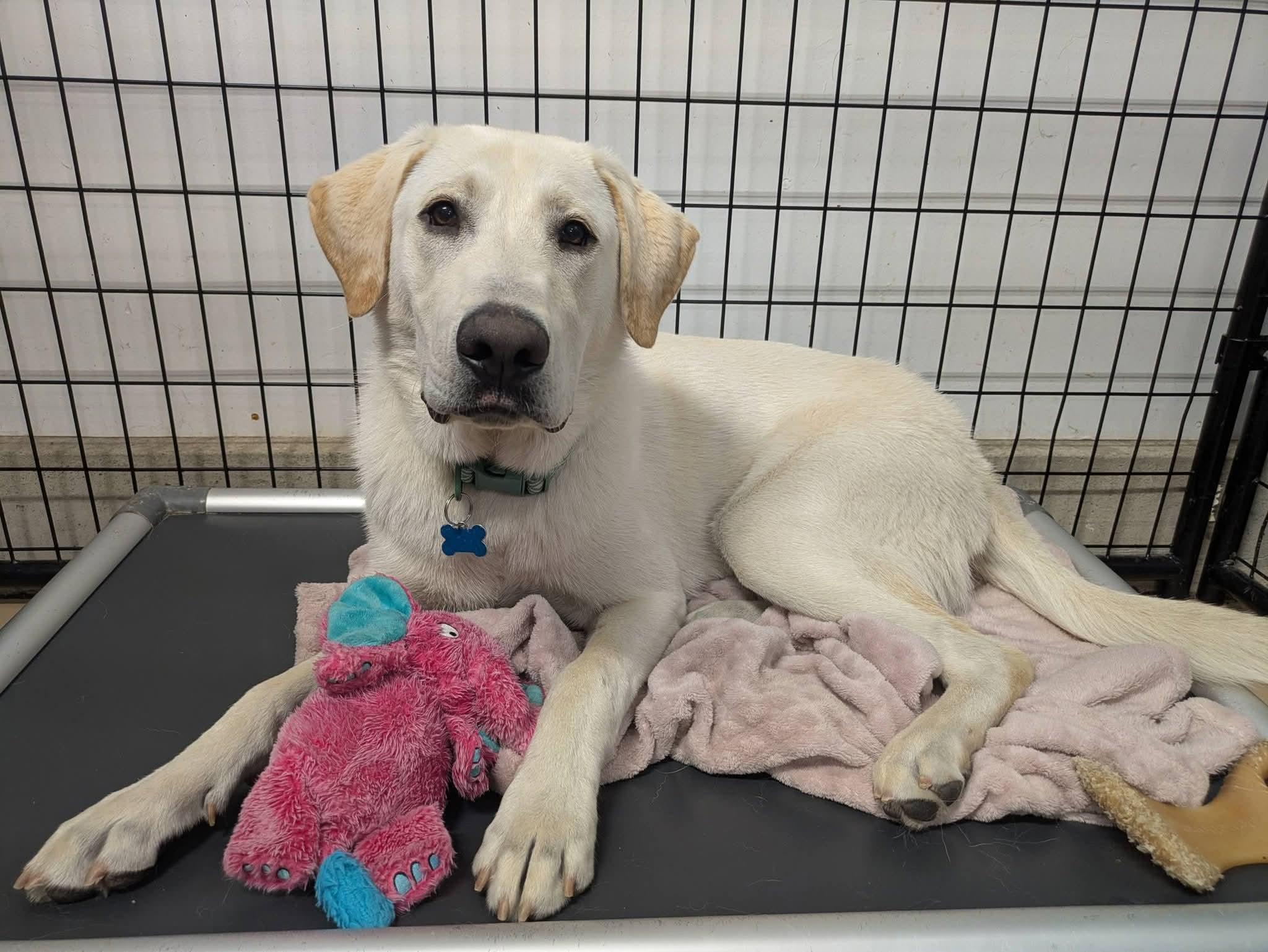 Buddy, a Adoptable Labrador Retriever in Cedar Rapids, IA image 3/6